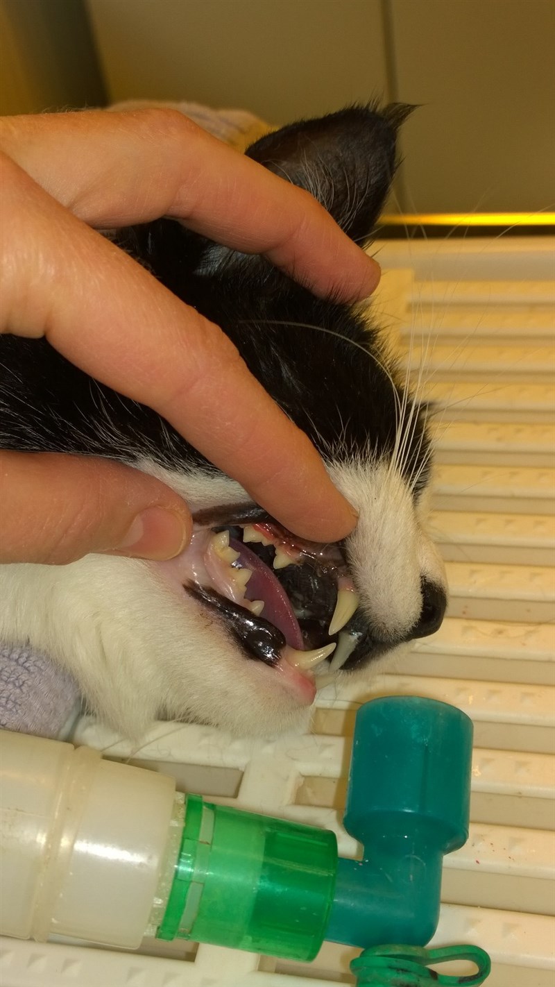Her er så et billede af Mievers tænder helt uden belægninger. Slangen ved næsen er ekstra ilt til Miever under narkosen.